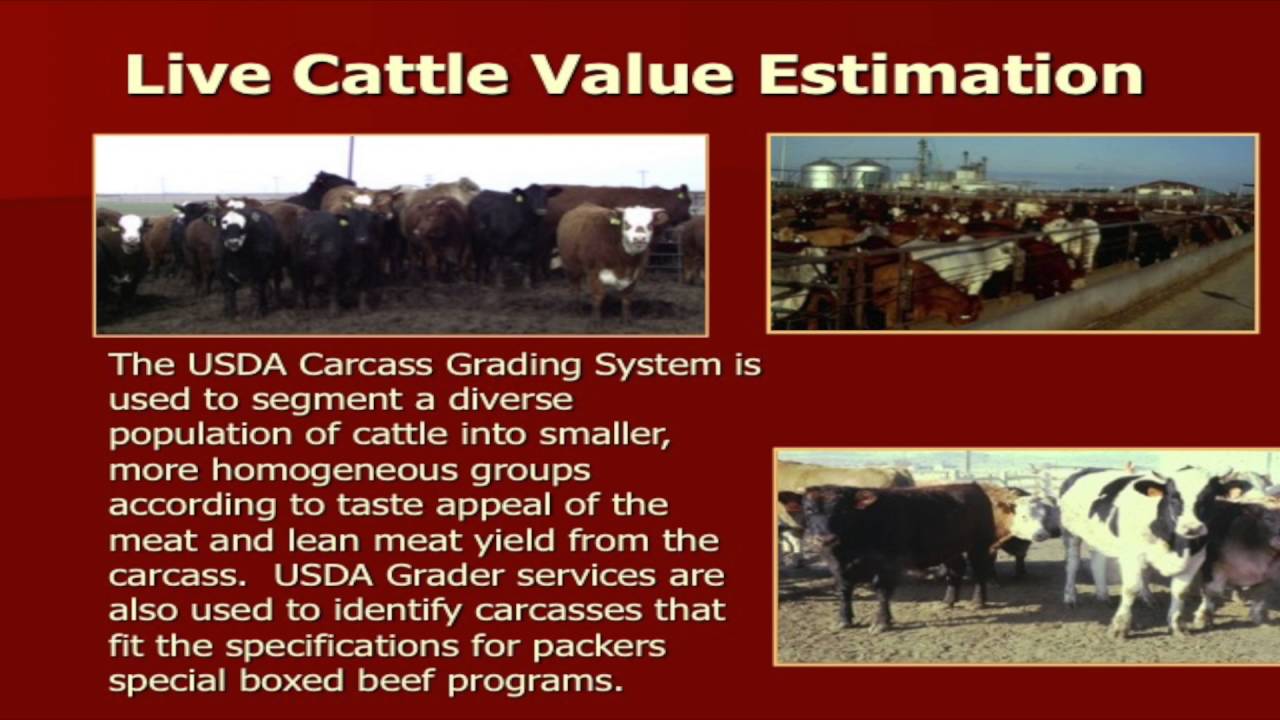 Lecture 18 part 1- Yield and Quality Grading of Live Cattle