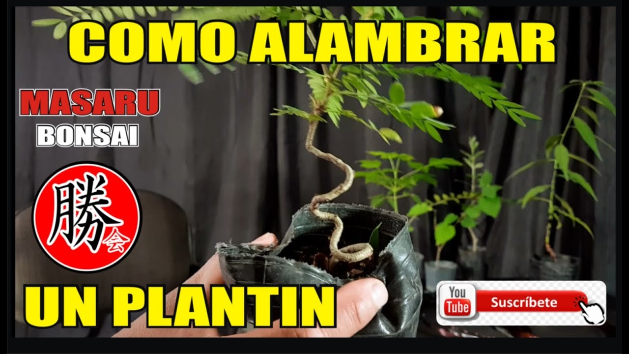 COMO HACER EL PRIMER ALAMBRADO DE UN PLANTÓN! FUTURO BONSAI! SUPER FÁCIL PASO A PASO