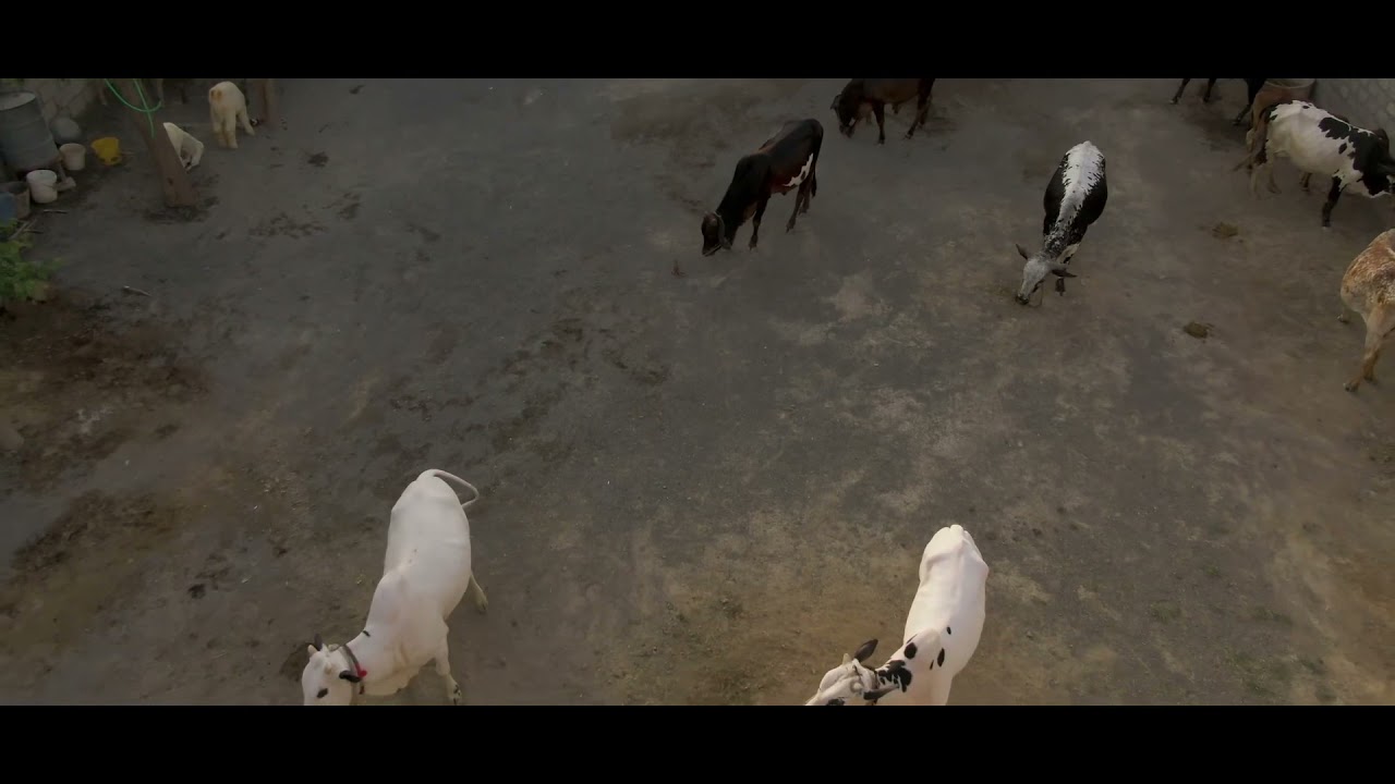 Maveshi Farms - Intro