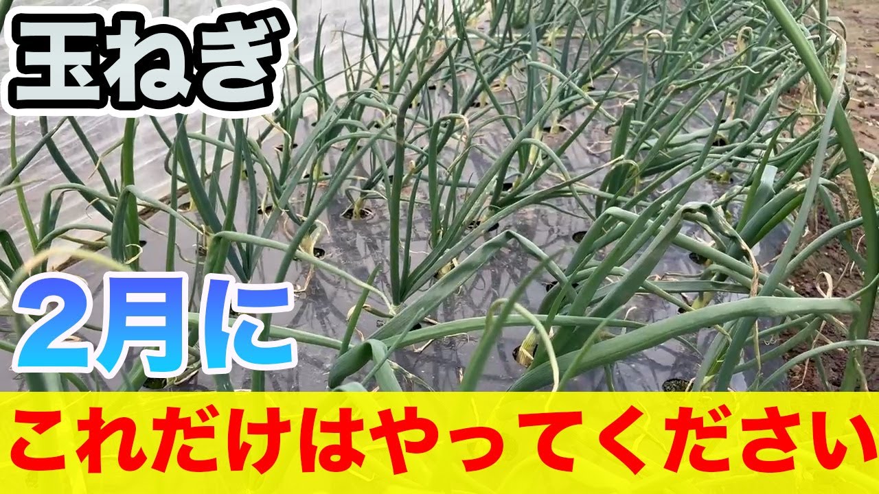 【玉ねぎ】2月にこれやるだけで、よく育ちます