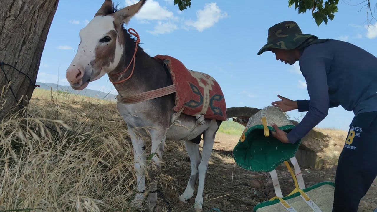 مغربي 🇲🇦يصنع اسعادة💐 مع الحمار والغنم والكلاب في اسبانيا🇪🇸