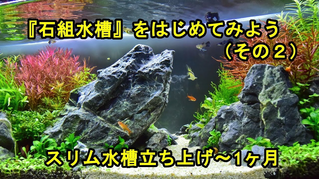 No.019　『石組水槽』をはじめてみよう（その２）スリム水槽立ち上げ～1ヶ月まで