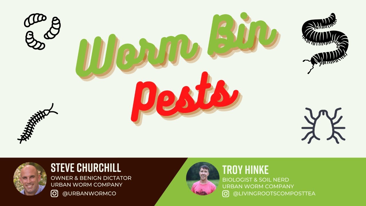 Worm Bin Pests: Mites, Fruit Flies, Larvae & Other Critters