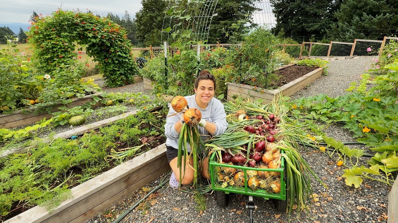 Overwhelmed by this Year's Onion and Black Bean Harvest in the BEST Way!