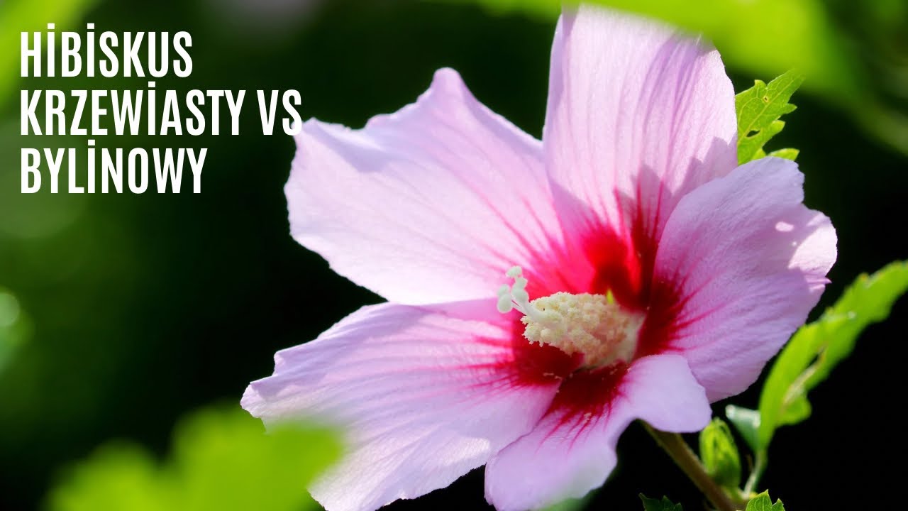 Hibiskus krzewiasty i bylinowy. Uprawa, rozmnażanie, cięcie.
