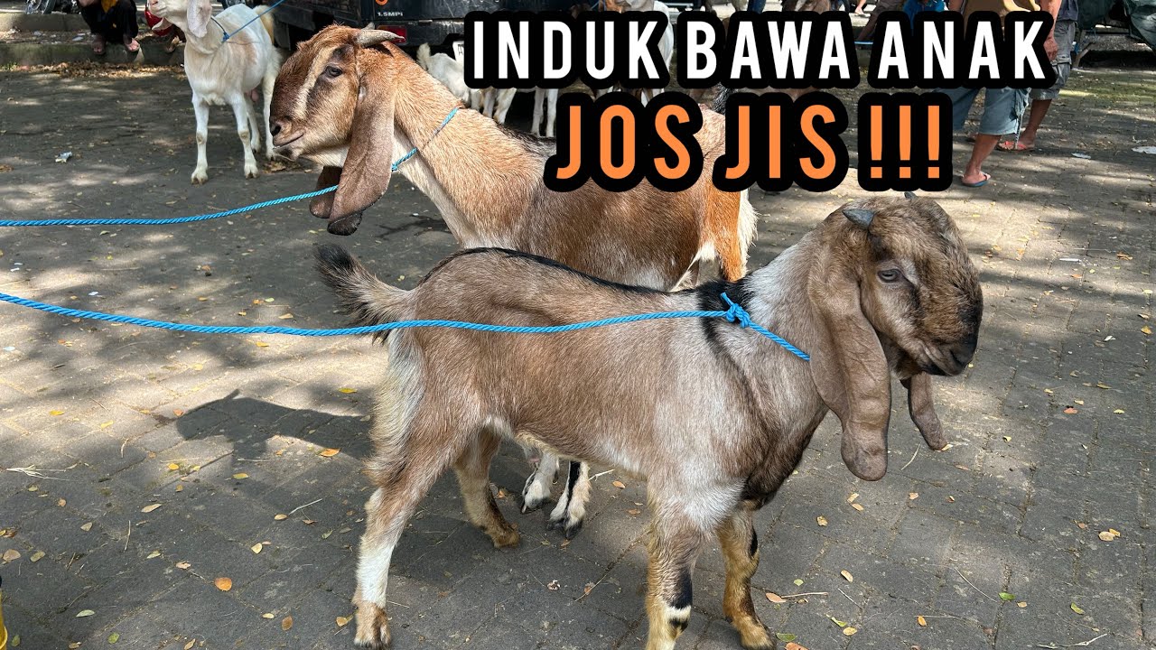 Update Harga Kambing hari ini di Pasar Hewan Wlingi-Blitar. Kamis, 26 Maret 2026.