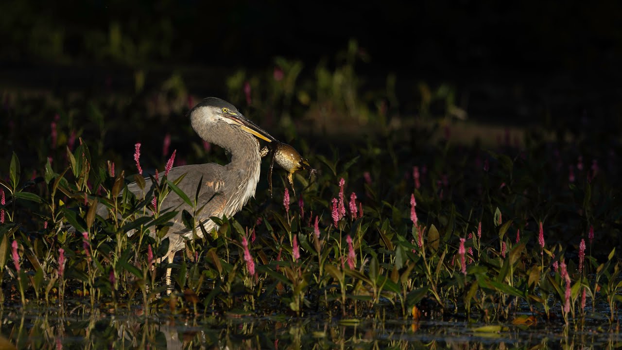 Grand héron au lever de soleil / Great Blue Heron