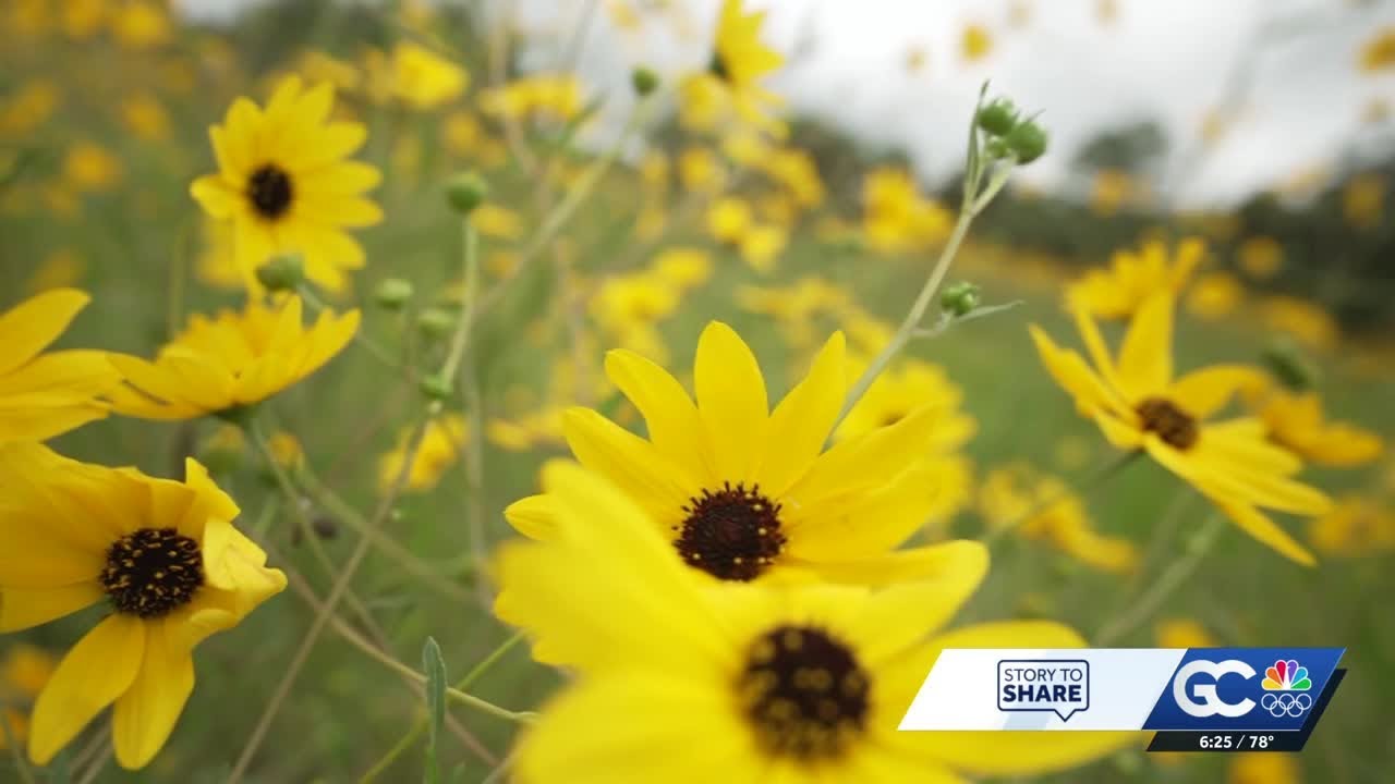 The native Florida flower serving as a golden reminder of the natural beauty on our Gulf Coast