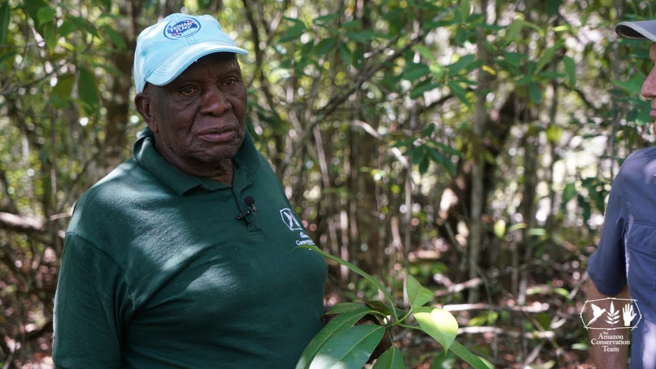 Forest types of Suriname: Secondary forests