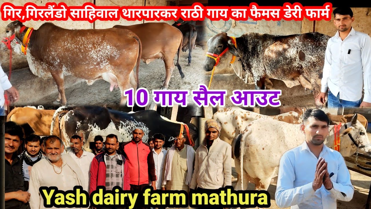 Yash dairy farm mathura | साहिवाल राठी थारपारकर गाय बिक्री के लिए नया लाट उपलब्ध है cow for sale