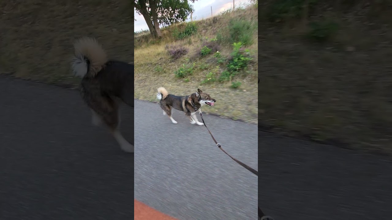 High speed trot 😂  #dogshorts #fitdog #runningdog #dogslover #westsiberianlaika #dogs