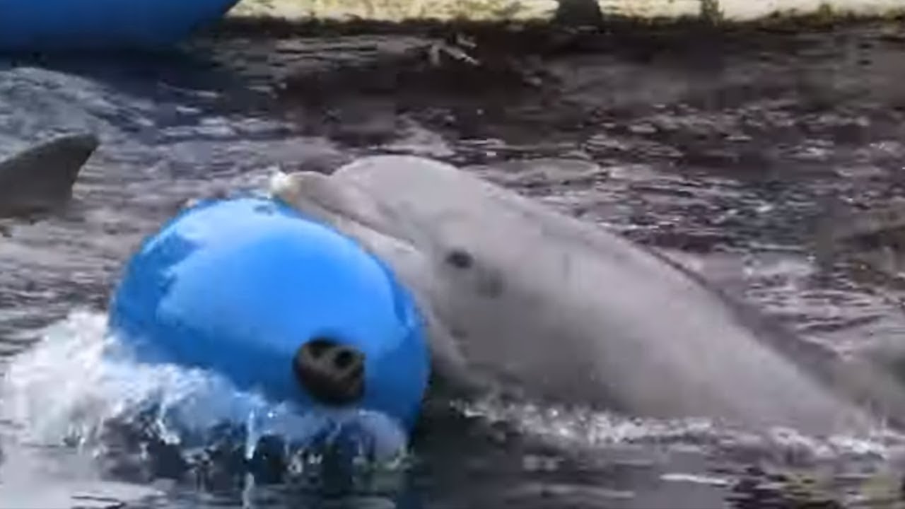 Playful dolphins just want to have fun