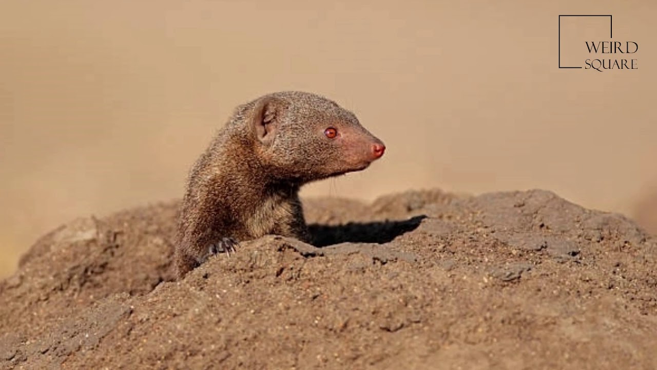 Interesting facts about mongoose dwarf by weird square