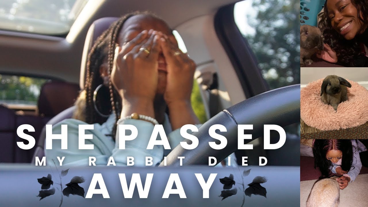 МОЙ КРОЛИК НЕОЖИДАННО УМЕР | ГОРЕ, ИСЦЕЛЕНИЕ И ПОИСК НОВОЙ НОРМАЛЬНОЙ ЖИЗНИ. ВИДЕОБЛОГ