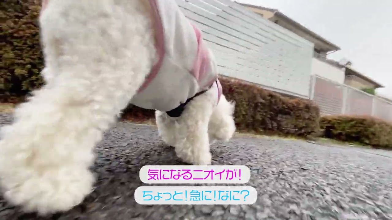 Lura's Walk_L032＃犬＃ペット＃ルラ＃ルラウォーク＃ビションフリーゼ＃bichon frisé＃お散歩＃ルラ＃ワンコ＃小型犬＃dog＃walk#walking#もふもふ＃ふわふわ