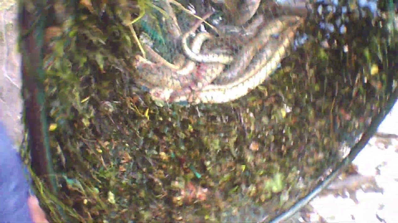 Pesca rio lima  redes 