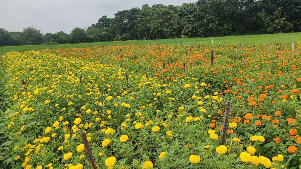 বর্ষায় গাঁদা ফুলের চাষ। অতিরিক্ত বর্ষা থেকে গাঁদা চাষ কি কিভাবে রক্ষা করবেন?