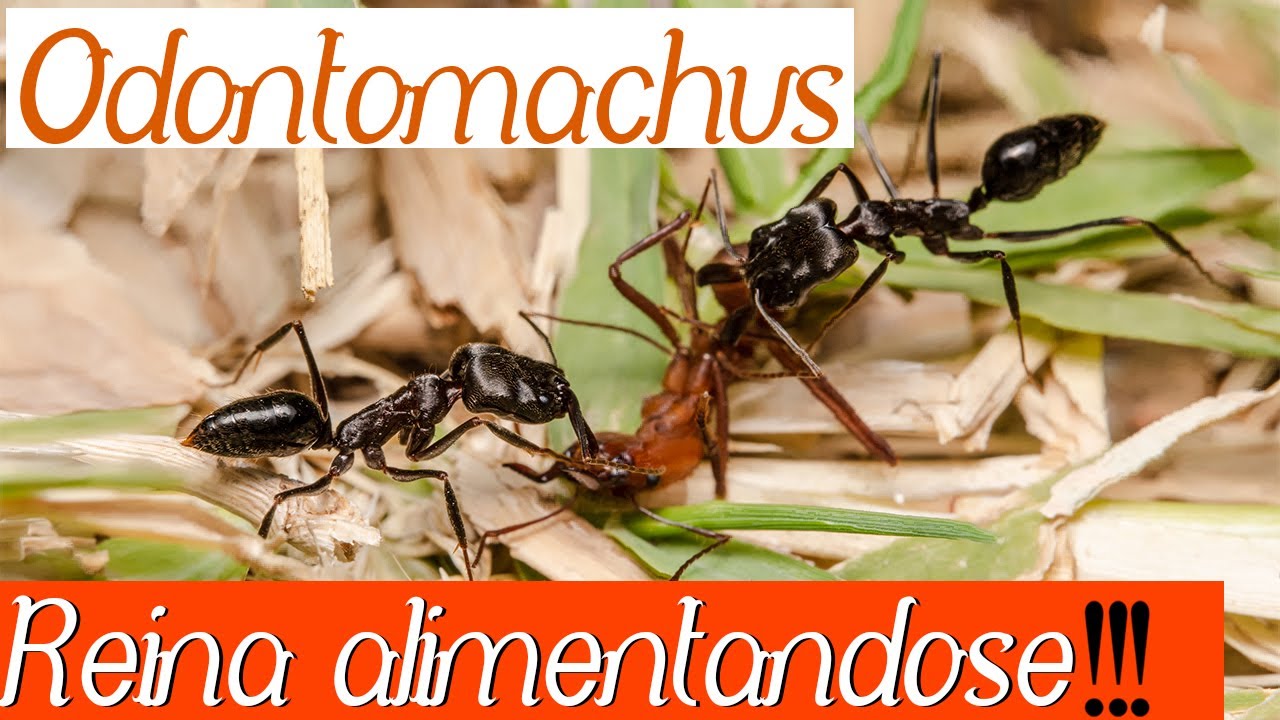 Odontomachus sp | Reina y larvas alimentándose!!! 🤩