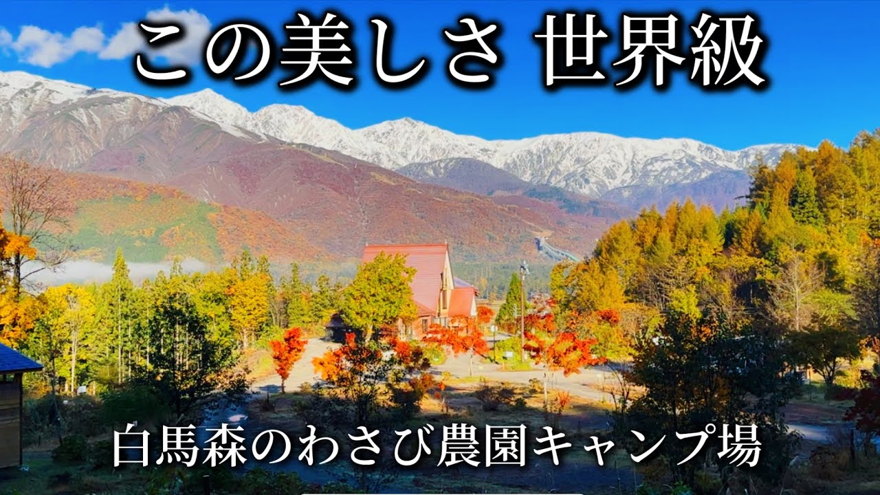 世界レベルの絶景【白馬森のわさび農園キャンプ場】50代女子ソロキャンプ 三段紅葉 、モルゲンロート、雲海を望む   #犬連れキャンプ #アラフィフ  #エアーテント #hakuba #車中泊女子  
