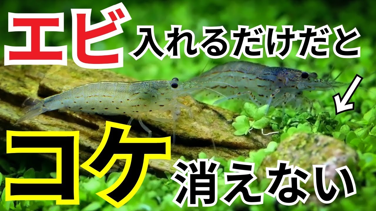 水槽のコケを食べるエビや貝を入れても、キレイにならない理由はこれです