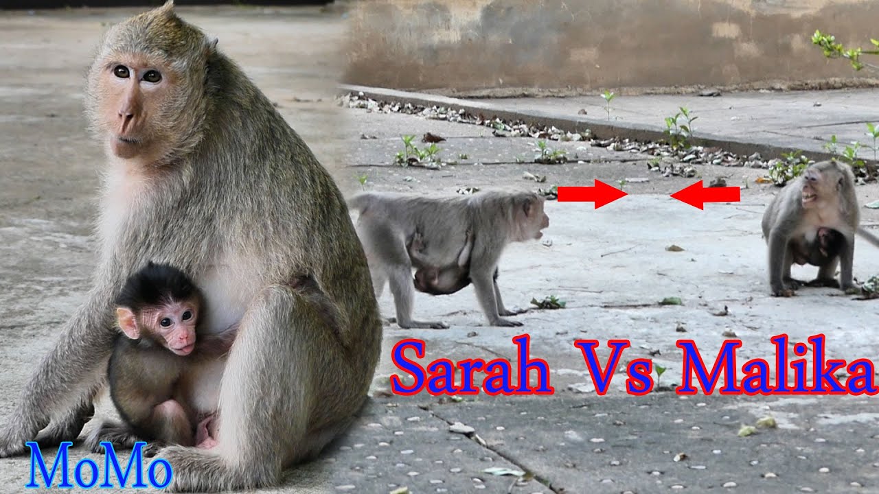 Monkey Sarah Vs Monkey Malika |MoMo cry To Get More Milk Because She Is Not Full....