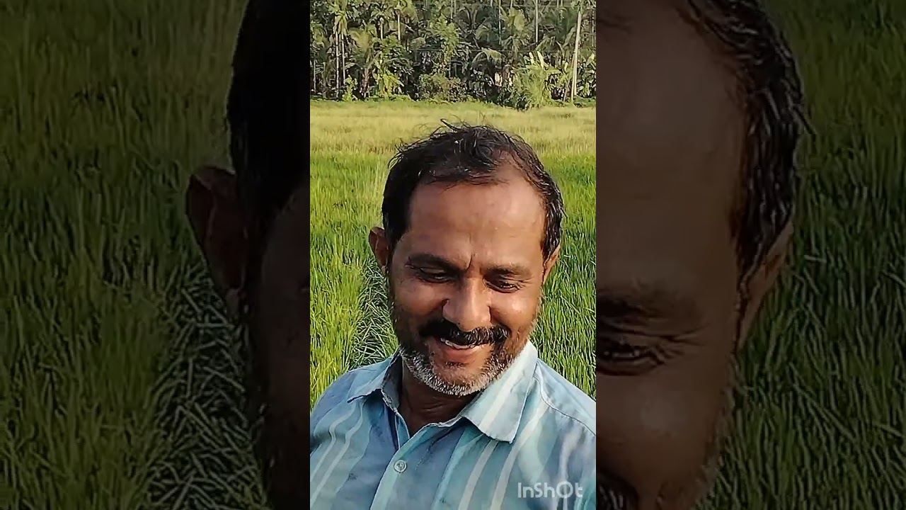 Vayalkatu @ Thimiri ... Cheruvathur നയന മനോഹര പാടവും തോടും ... കട്ടൻ ചായയും....സൊറ പറയും ഇരിപ്പിടവും