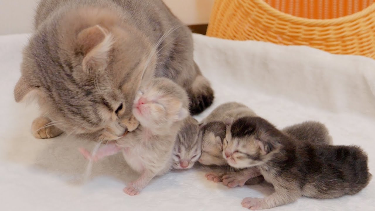 Самые маленькие котята кажутся самыми шумными.