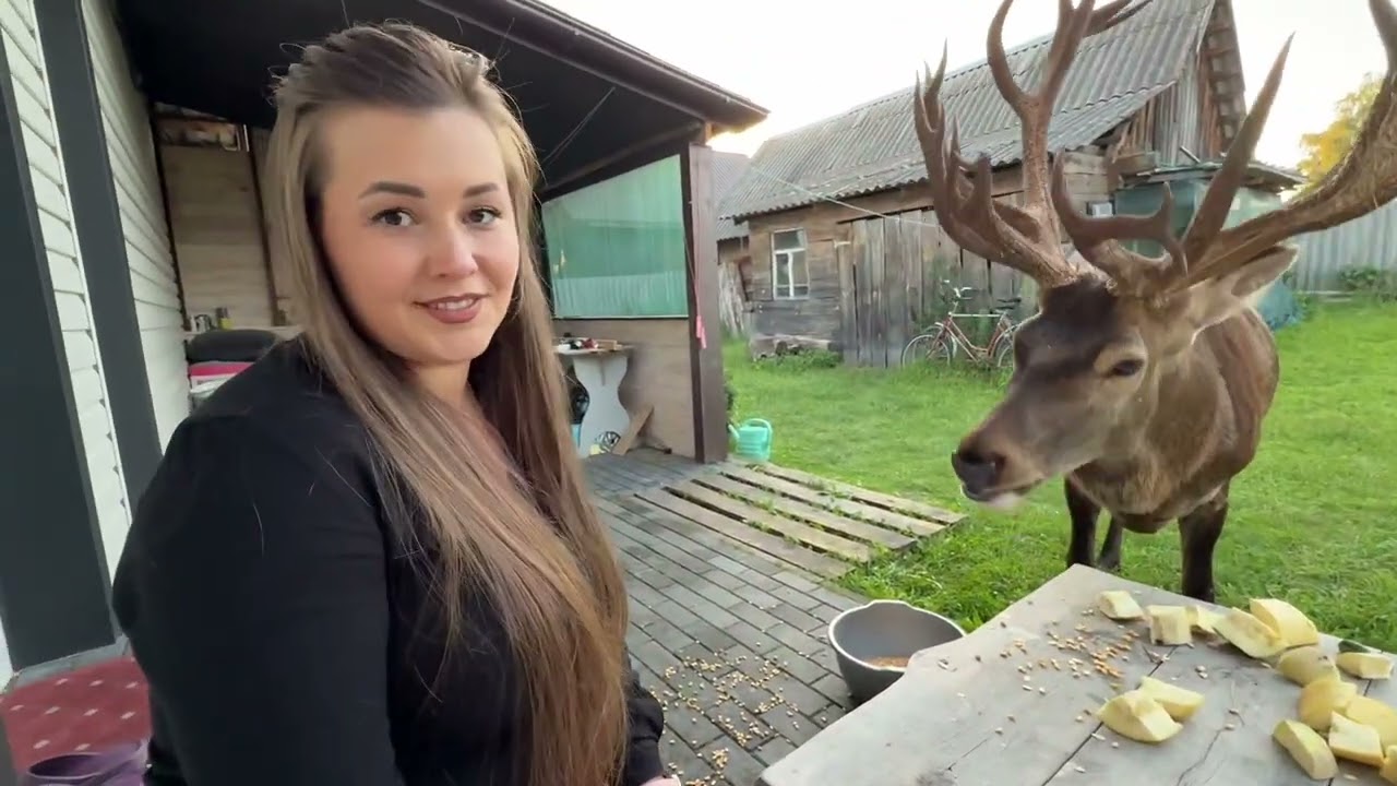 11.08.25 олень Борис на моєму порозі #irysik3076 #deer #animals #олень #оленьборис #оленьборя