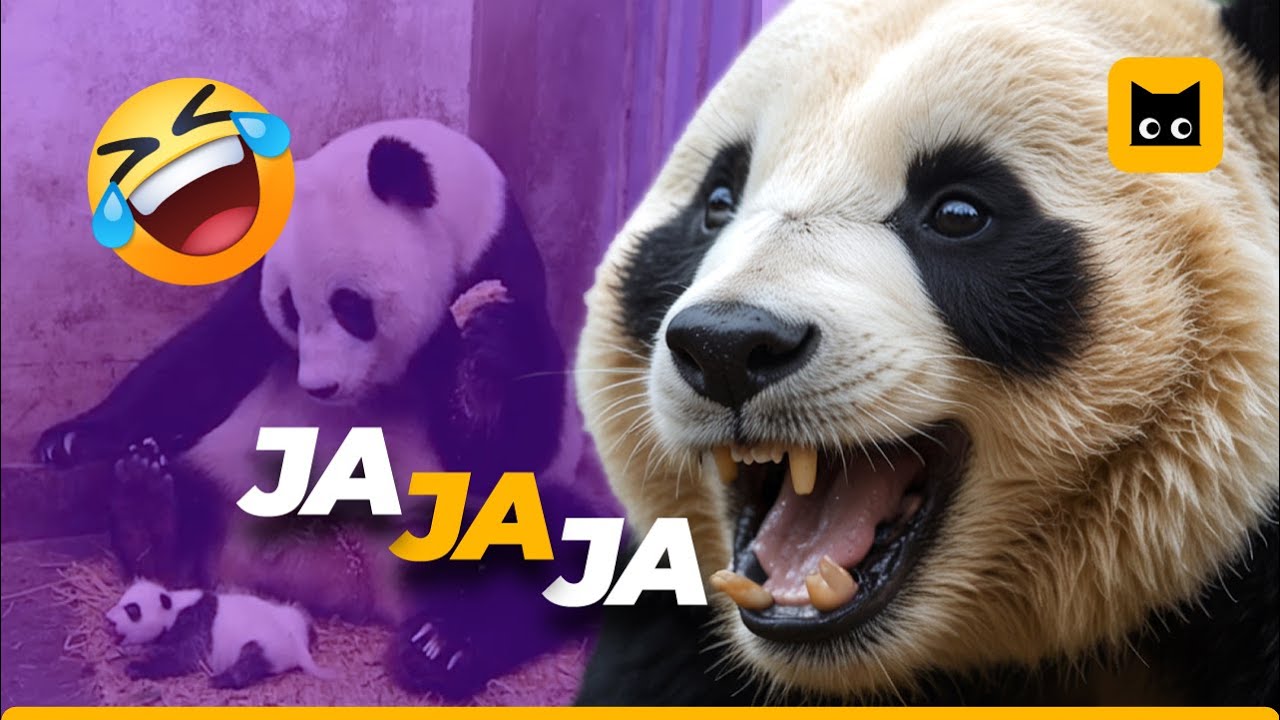 Si te ríes, PIERDES 😂 | Momentos más Divertidos y ADORABLES de Pandas🐼