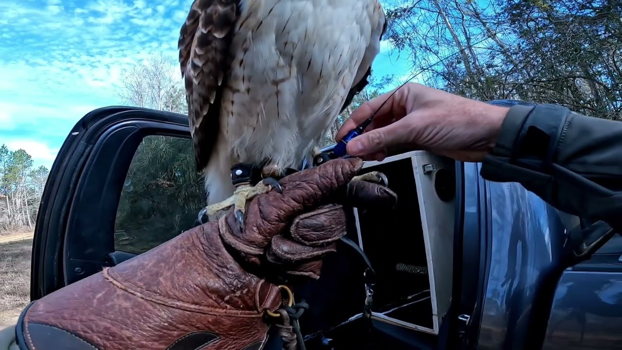 Falconry Adventure- Camping with my Red-tailed Hawk for Texas Hawking Association Bushy Tail Bash