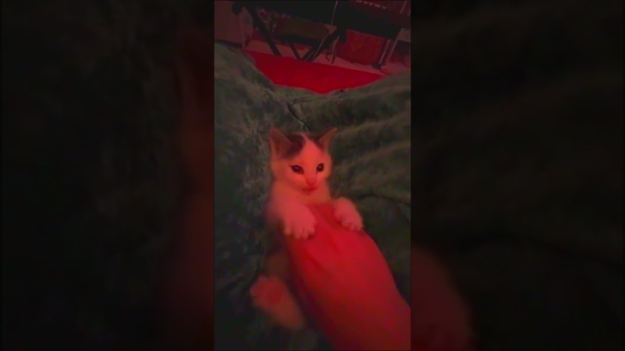 Cute Cat Playing 🐱 + Chill Ambient VHS 🎵 #Shorts