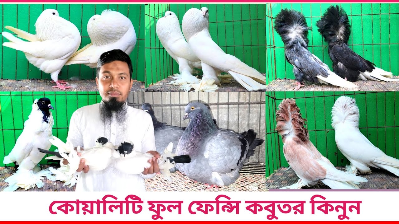 👉👉কোয়ালিটি ফুল ফেন্সি কবুতর কিনুন ইকবাল মামার কাছ থেকে 🍎