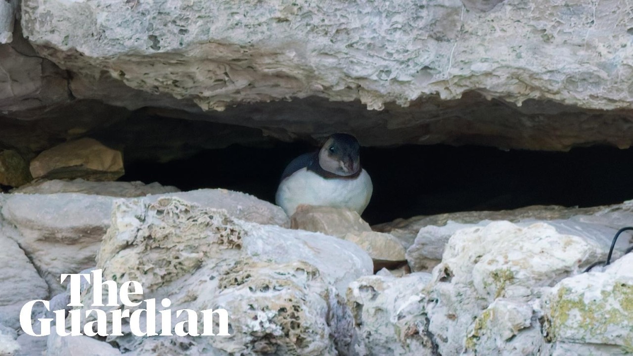 First &lsquo;puffling&rsquo; sighting in three decades give hope for Dorset's struggling puffin colony