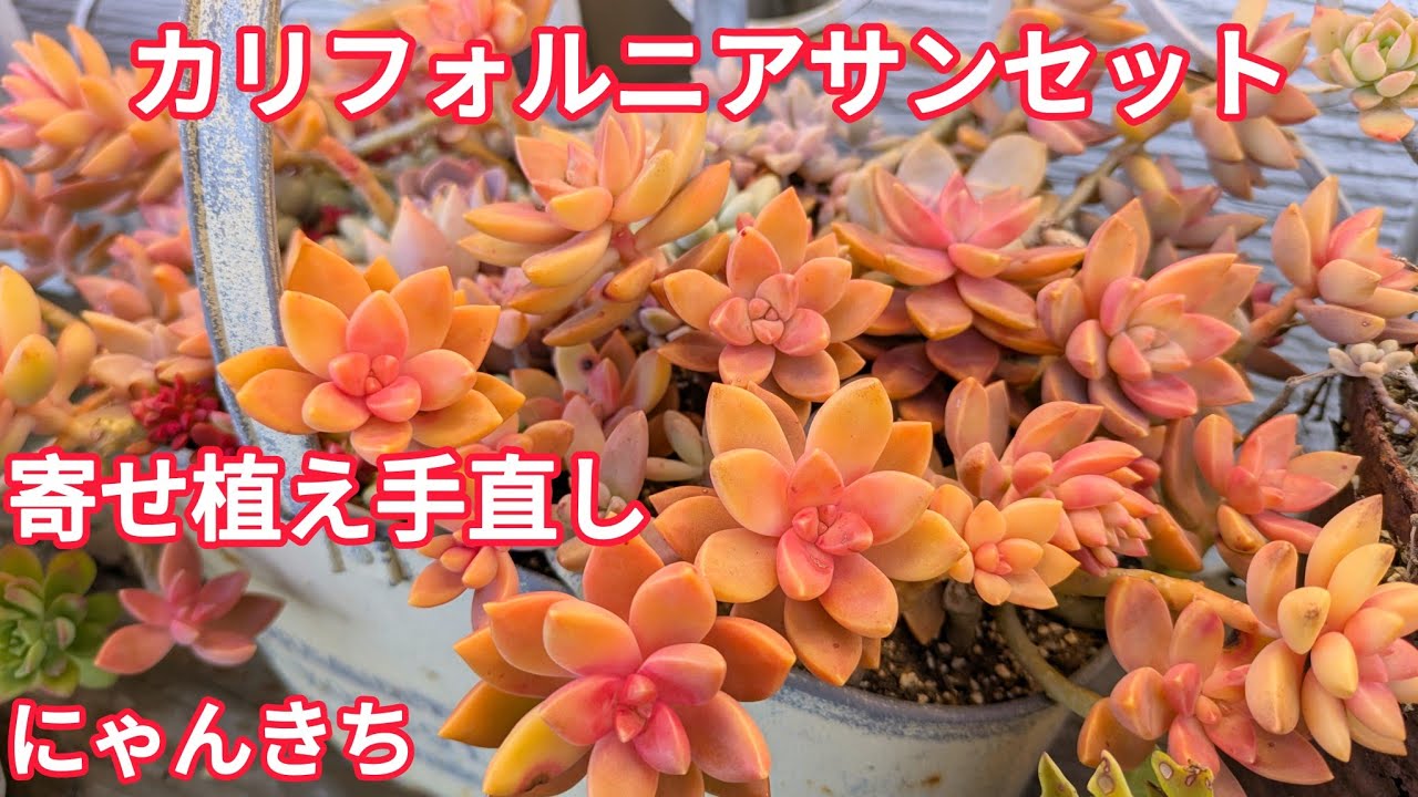 【多肉植物】茎が伸びたカリフォルニアサンセットの寄せ植え手直し😊