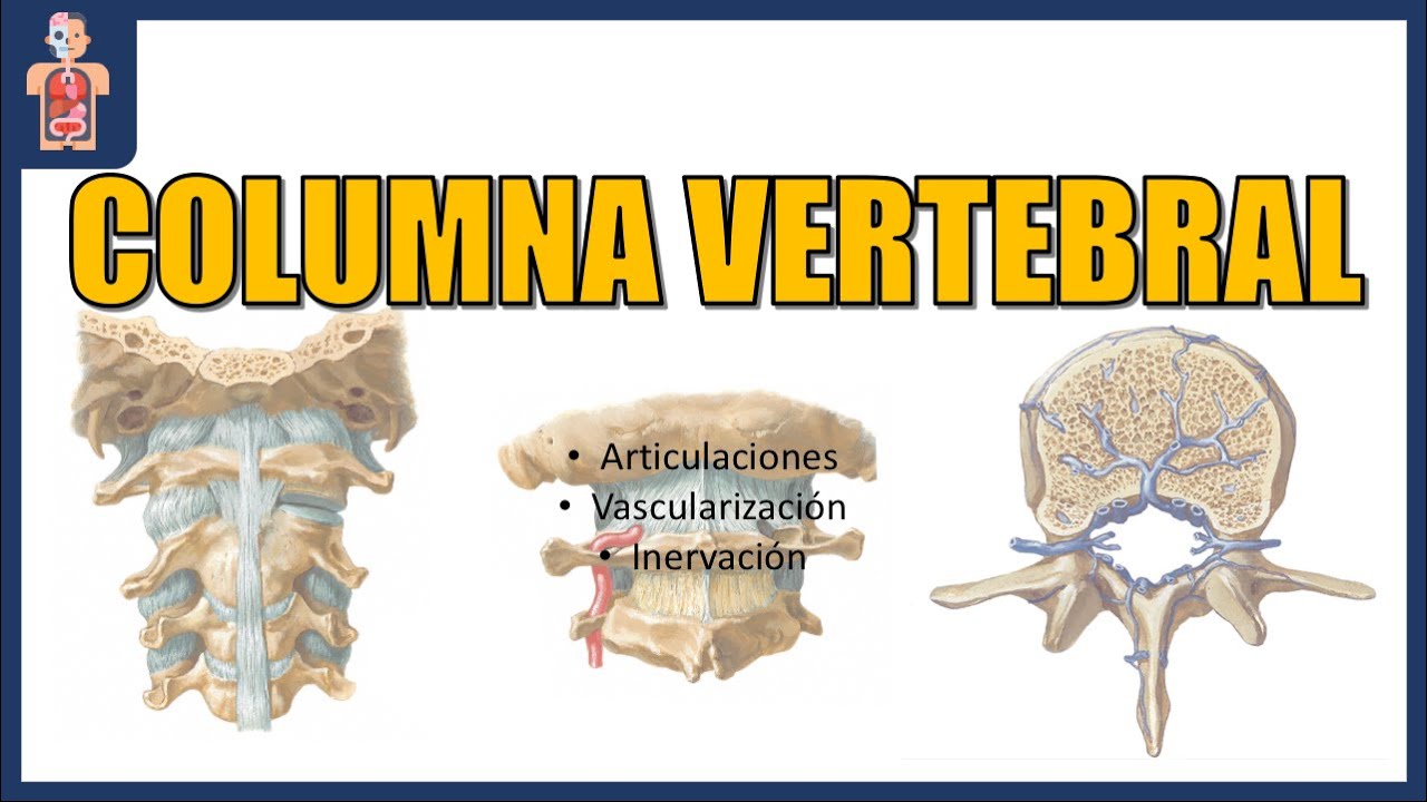 ANATOMÍA-COLUMNA VERTEBRAL 3/3 (ARTICULACIONES, VASCULARIZACIÓN E INERVACIÓN)