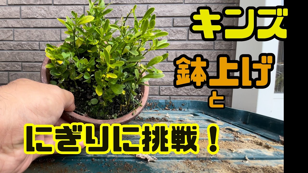 【キンズ】鉢上げ。握りもしてみました。【初心者】