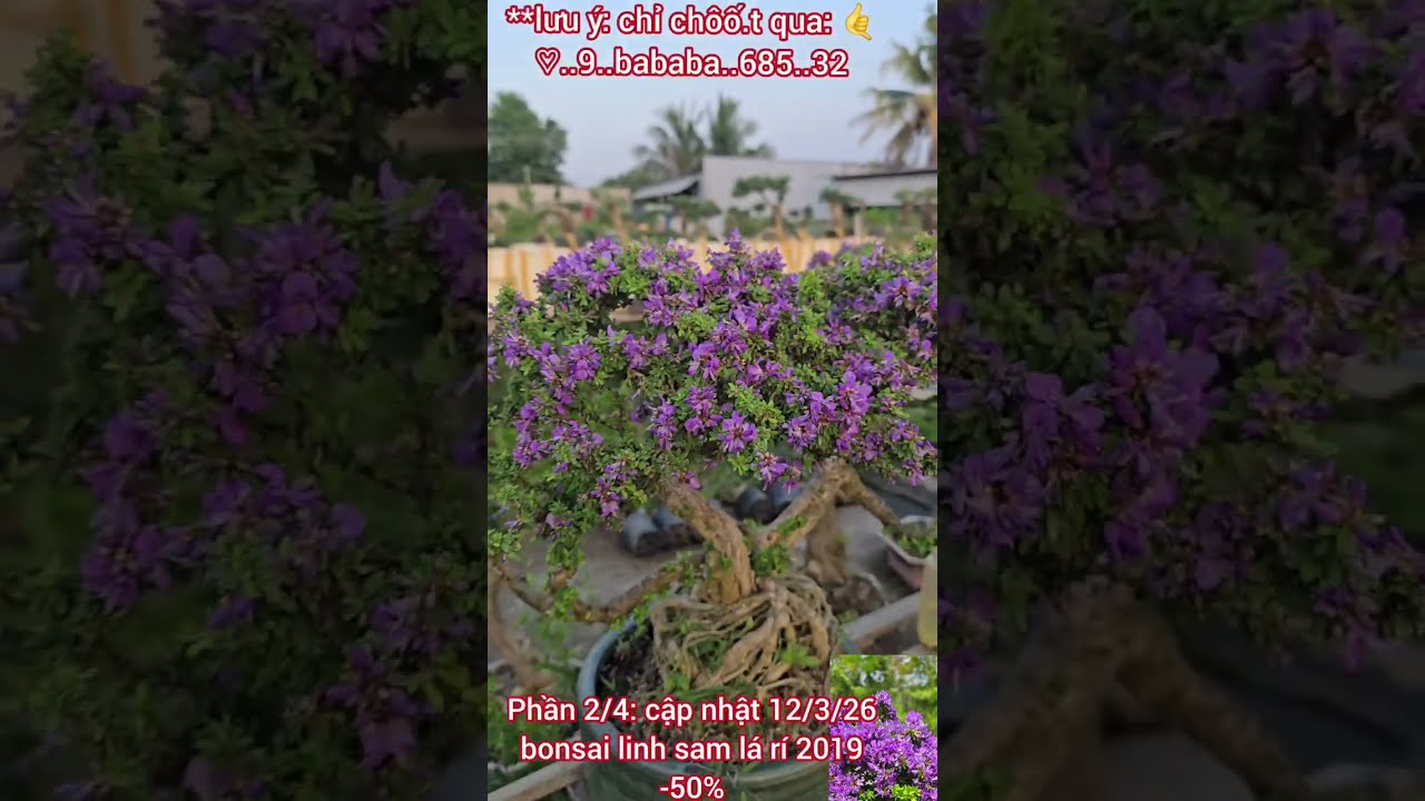 Phần 2 -12/3/26 Bonsai -50% 😊0933368532🌲bonsailinhsamnuitraihuonguyetquehongocmaichieuthuykimquytung