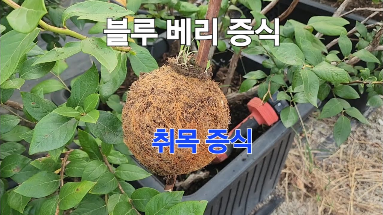 블루 베리  취목 증식 성공률 100%