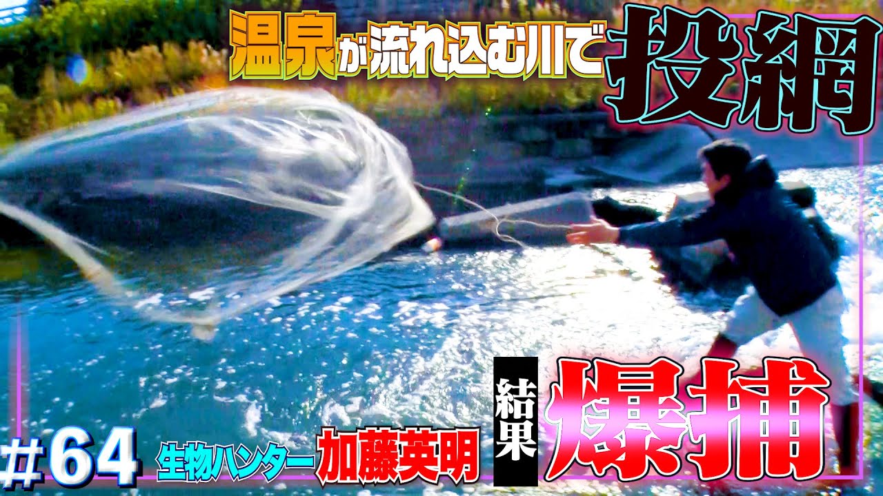 冬の温泉街の川で投網１発…爆捕獲だった！あたたか〜い別府の川で源流目指し調査！第３話【温排水・熱帯魚繁殖・ティラピア・アユ】生物ハンター加藤英明