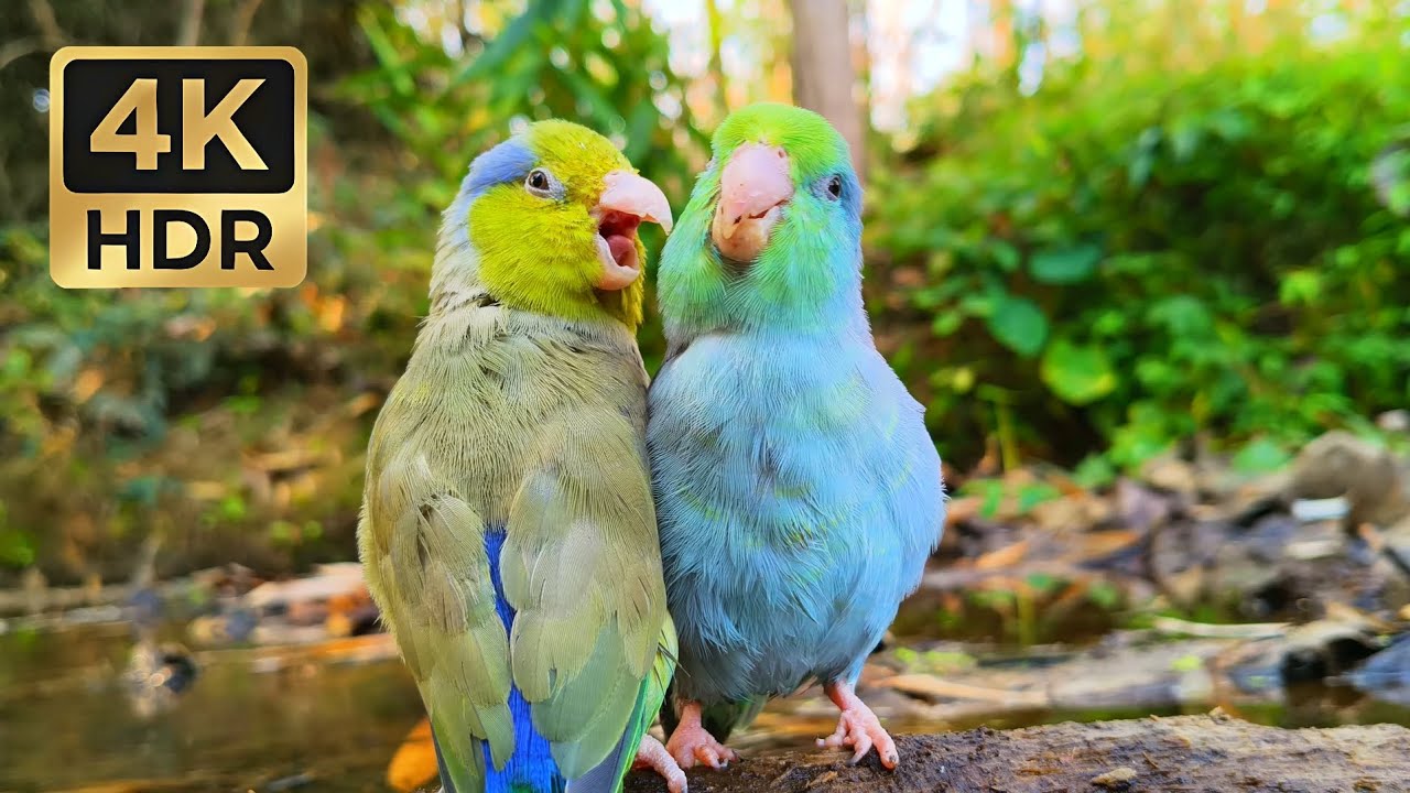 1 Hour of Cute Pacific Parrotlet Chirping • Relaxing Nature Sounds ASMR