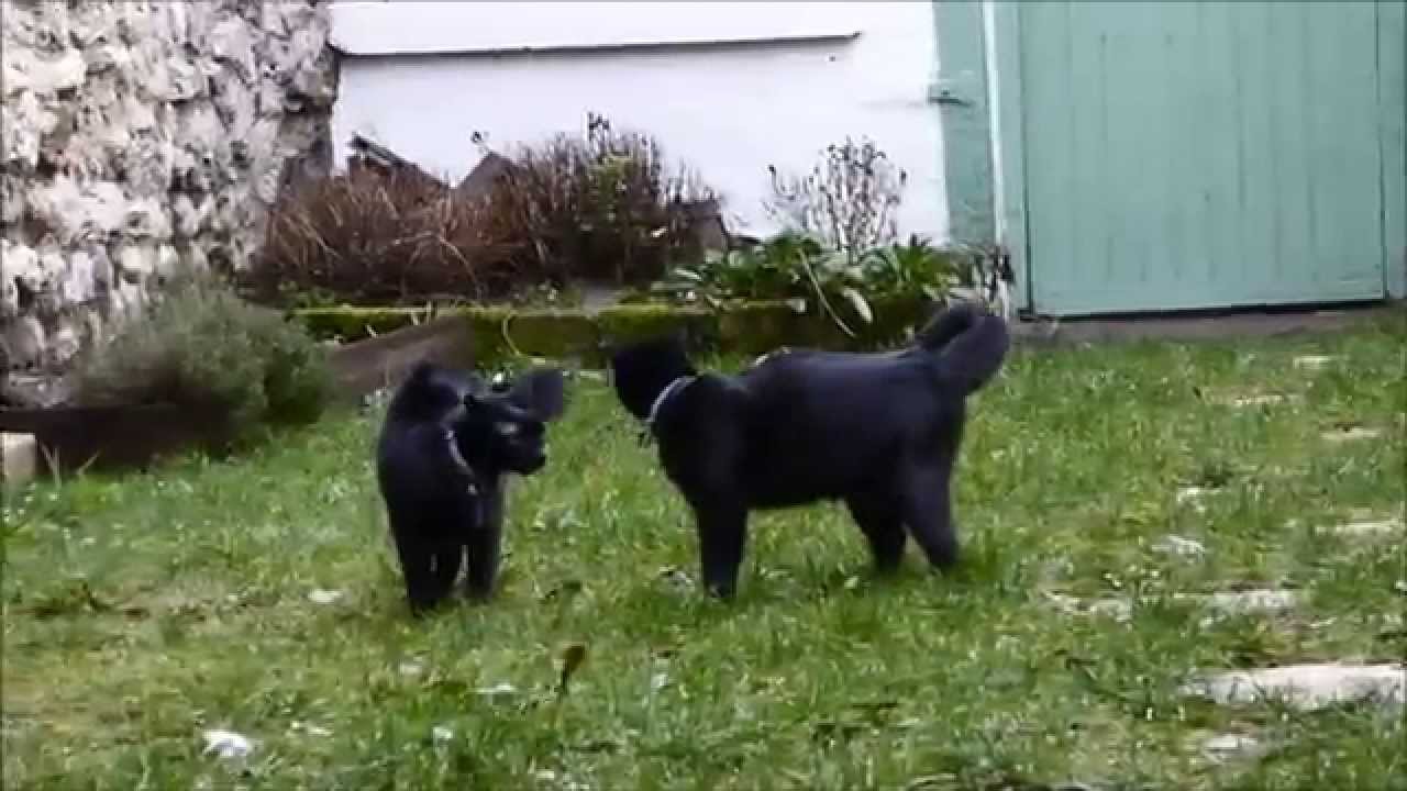 Les chats jouent &agrave; chat ! Dr&ocirc;le!
