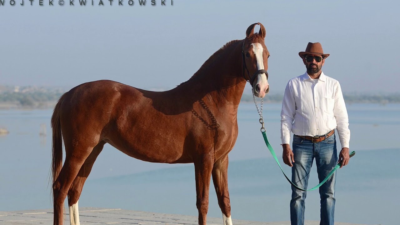 Dev stud farm