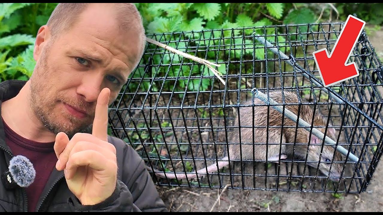 Rats au poulailler : Comment s'en débarrasser ?