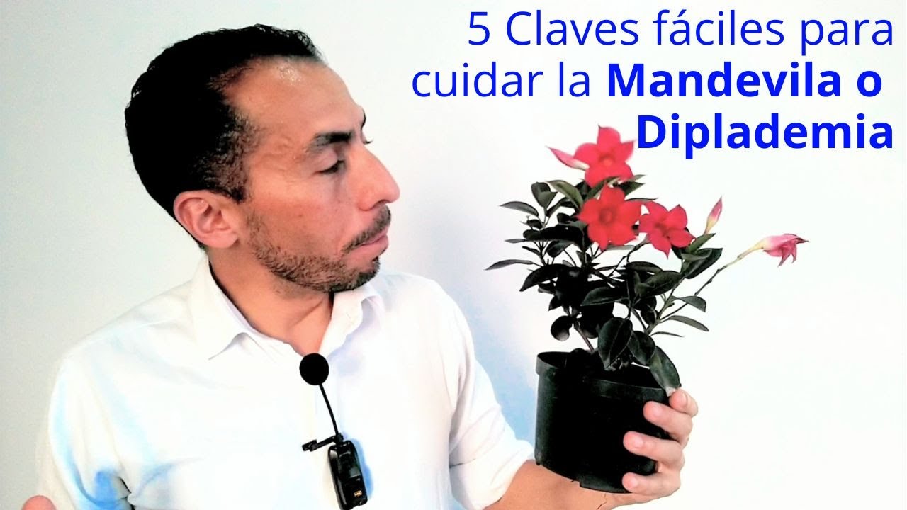 5 claves fáciles para cuidar la Mandevila o Diplademia