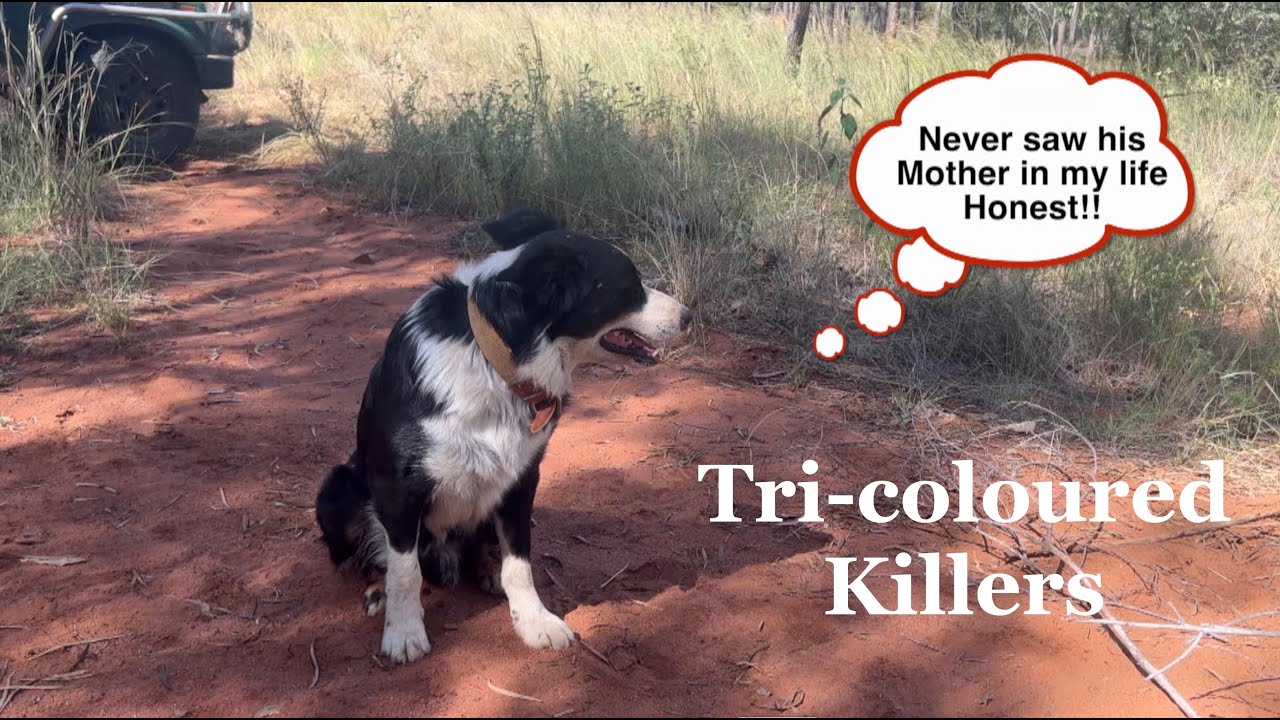 Tri coloured Killers
