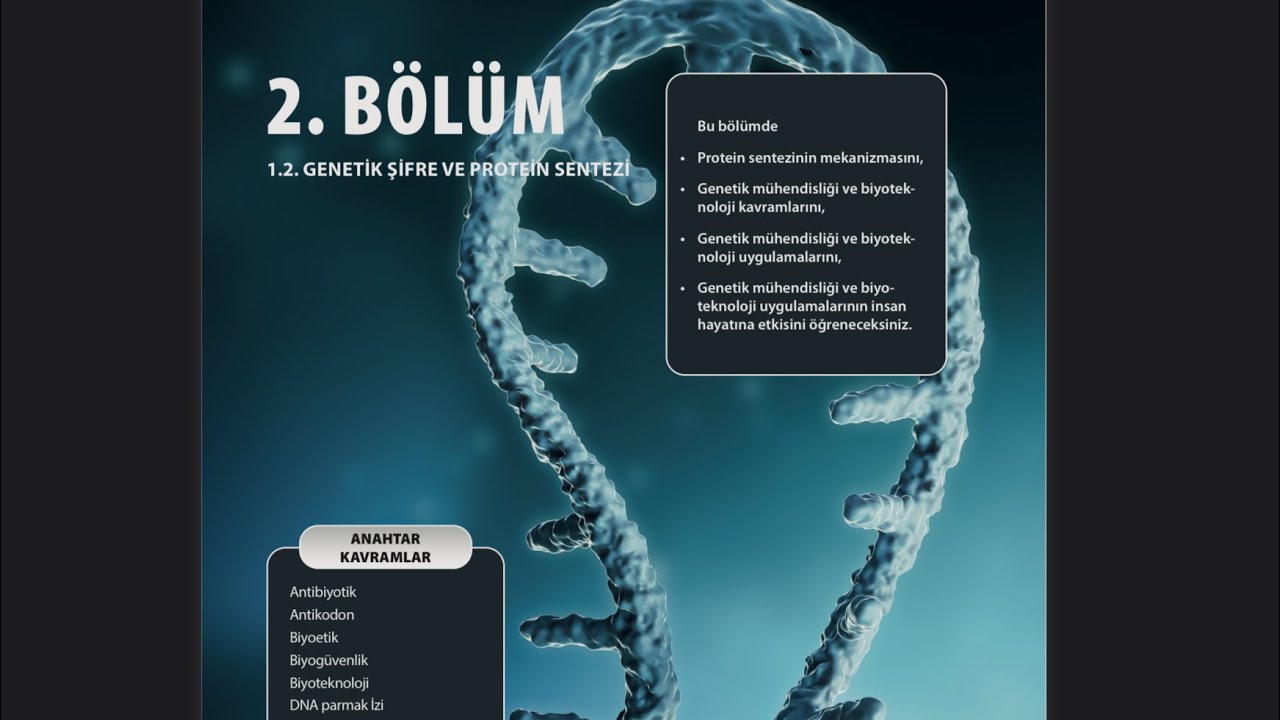 MEB Protein Sentezi Tekrarı Dr Bio notlarıyla (kendi tekrarım)