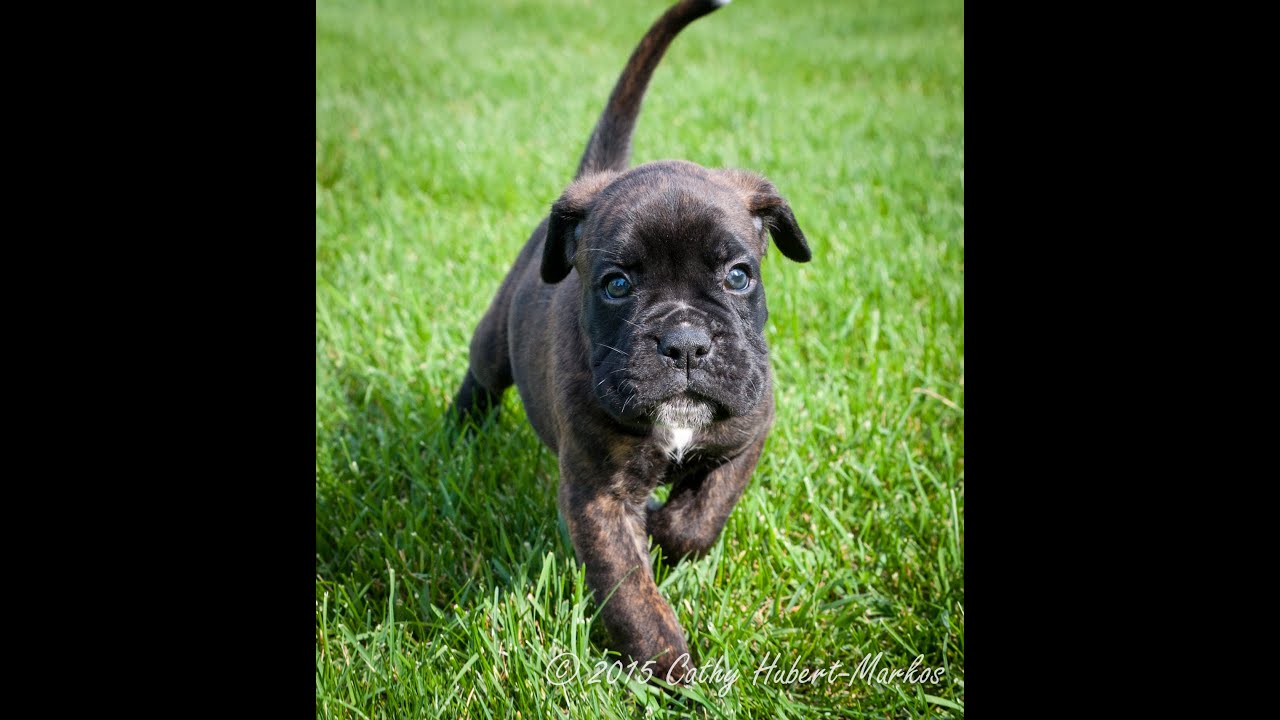 8 Week German Boxer