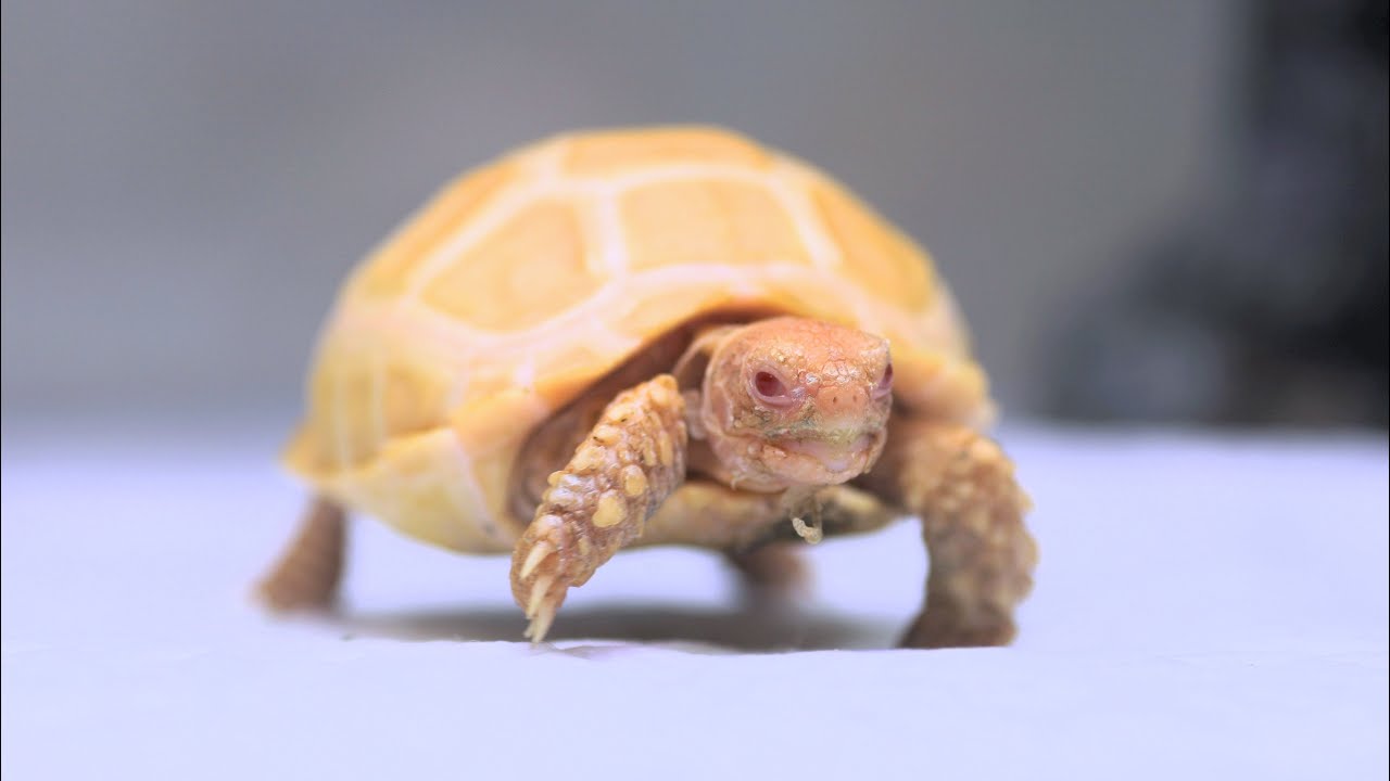 アルビノのリクガメを飼い始めました
