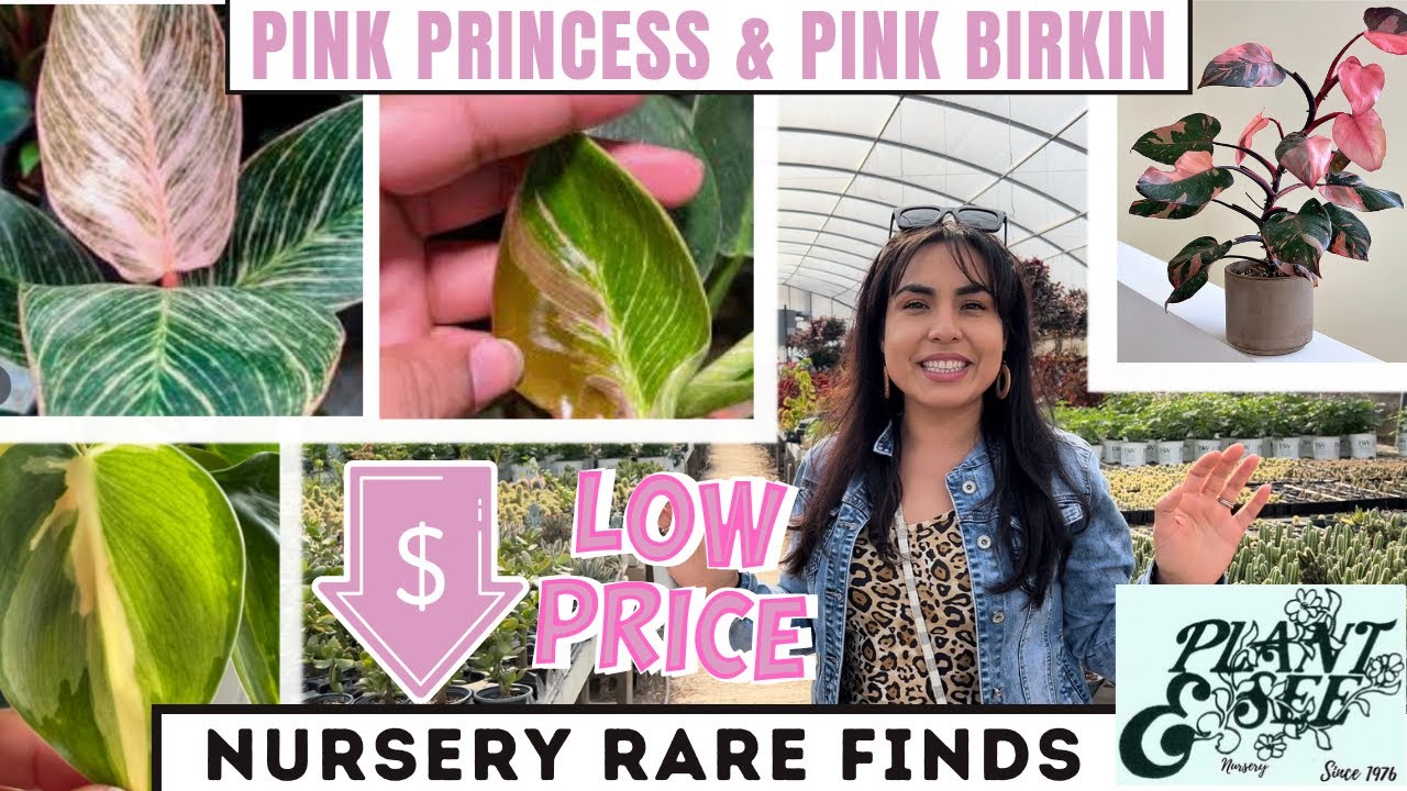 RARE Plant Finds! DID I FIND a Philodendron ‘Rio’ CREAM SPLASH /Philodendron PINK BIRKIN!!! 😱😱