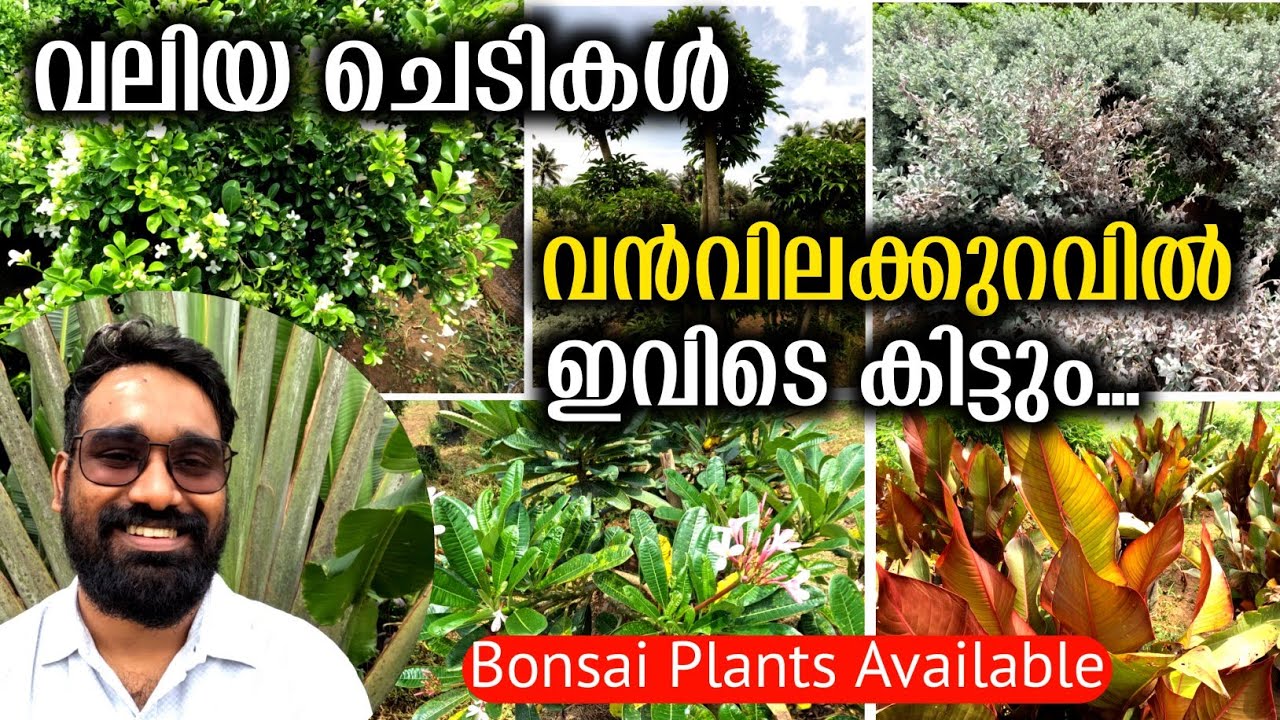 ചെടികൾ വിലക്കുറവിൽ മണ്ണുത്തിയിൽ കിട്ടും | Low Cost Plants Sale At Mannuthy Thrissur | Bonsai Plants